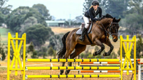 CEP Showjumping Camden