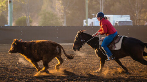 Campdrafter   Camden Equestrian Park