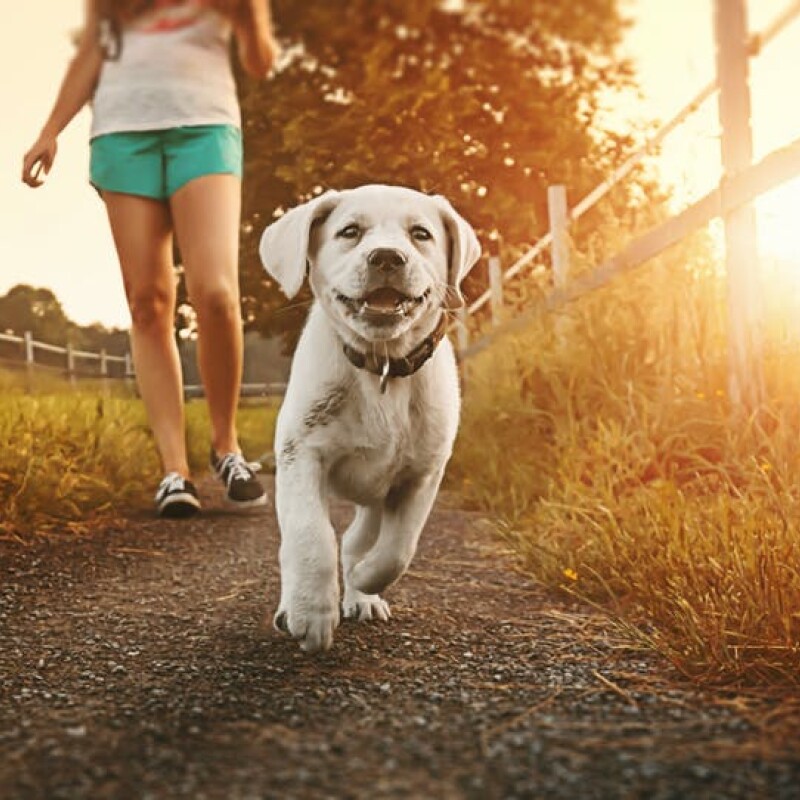 Off Leash Dog Walking