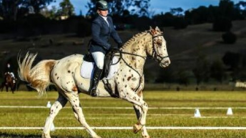 grid dressage